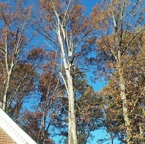 Price Tree Service Price Tree Service