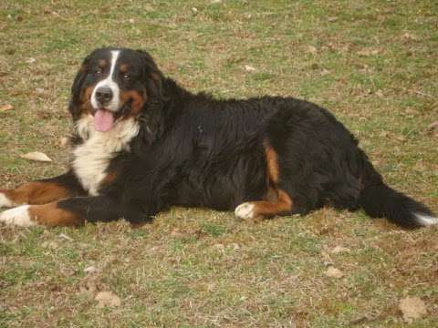 Twin Lakes Veterinary Services